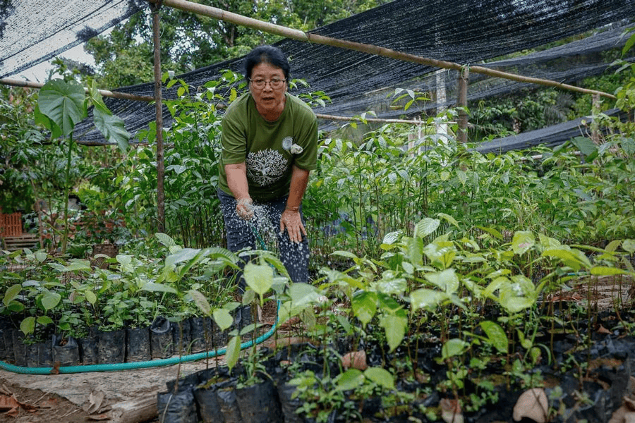 Women Nurture Sabah's Rainforests Back to Health in Regeneration Project