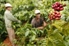 ベトナム産コーヒー、輸出大国への道に潜む森林破壊の代償
