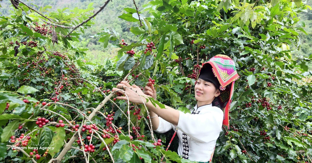 Vietnam Eyes Higher Coffee Export Value Through Growing Area Data