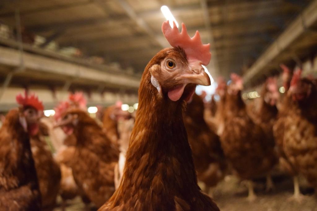 Thailand Accelerates Cage-Free Egg Transition by 2025, Industry Transparency Key