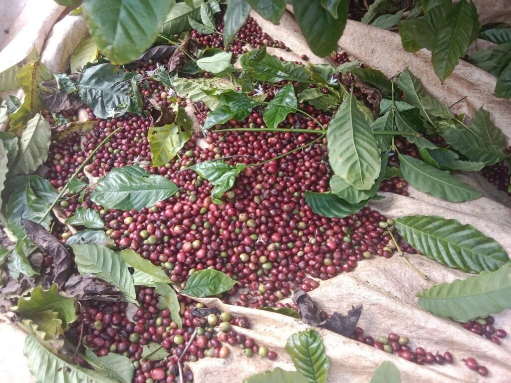 Mondulkiri Coffee Beans Find Strong Market, Farmers Expand Cultivation