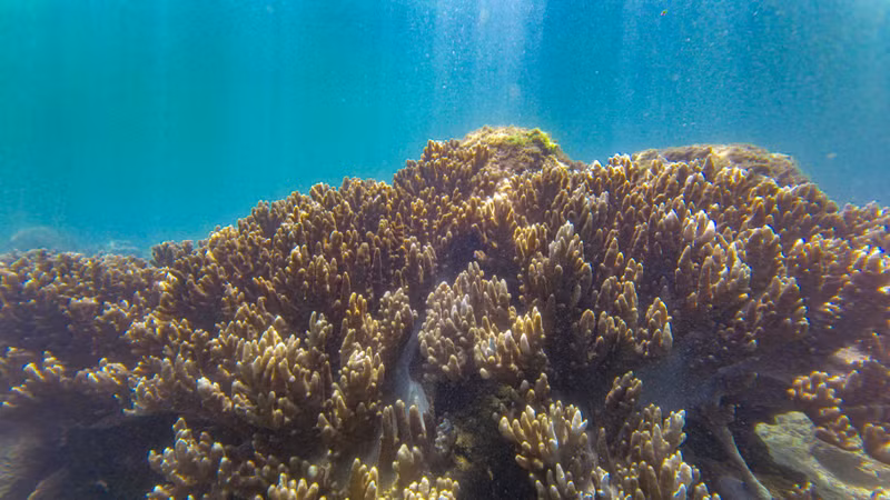 ベトナム・ク ラオチャム諸島、豊かな海洋生物多様性の宝庫