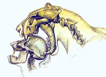Dinofelis: The 1.2 Million-Year-Old Saber-Toothed Predator That Hunted Early Humans
