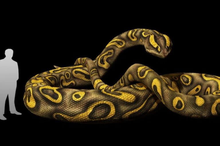 Ancient 15-Meter Serpent 'Vasuki indicus' Unearthed, Rewriting Prehistoric Narratives