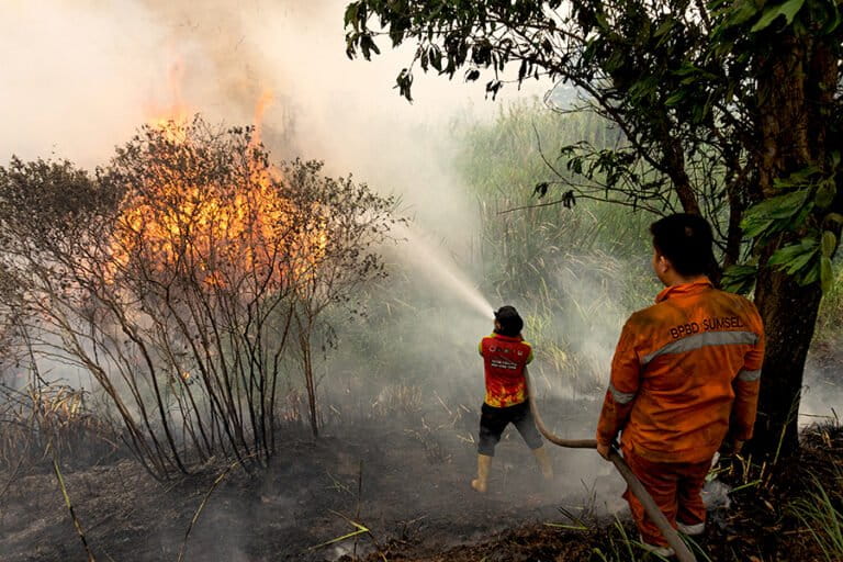 Indonesia Strengthens Peatland Water Management Amid El Niño Fears