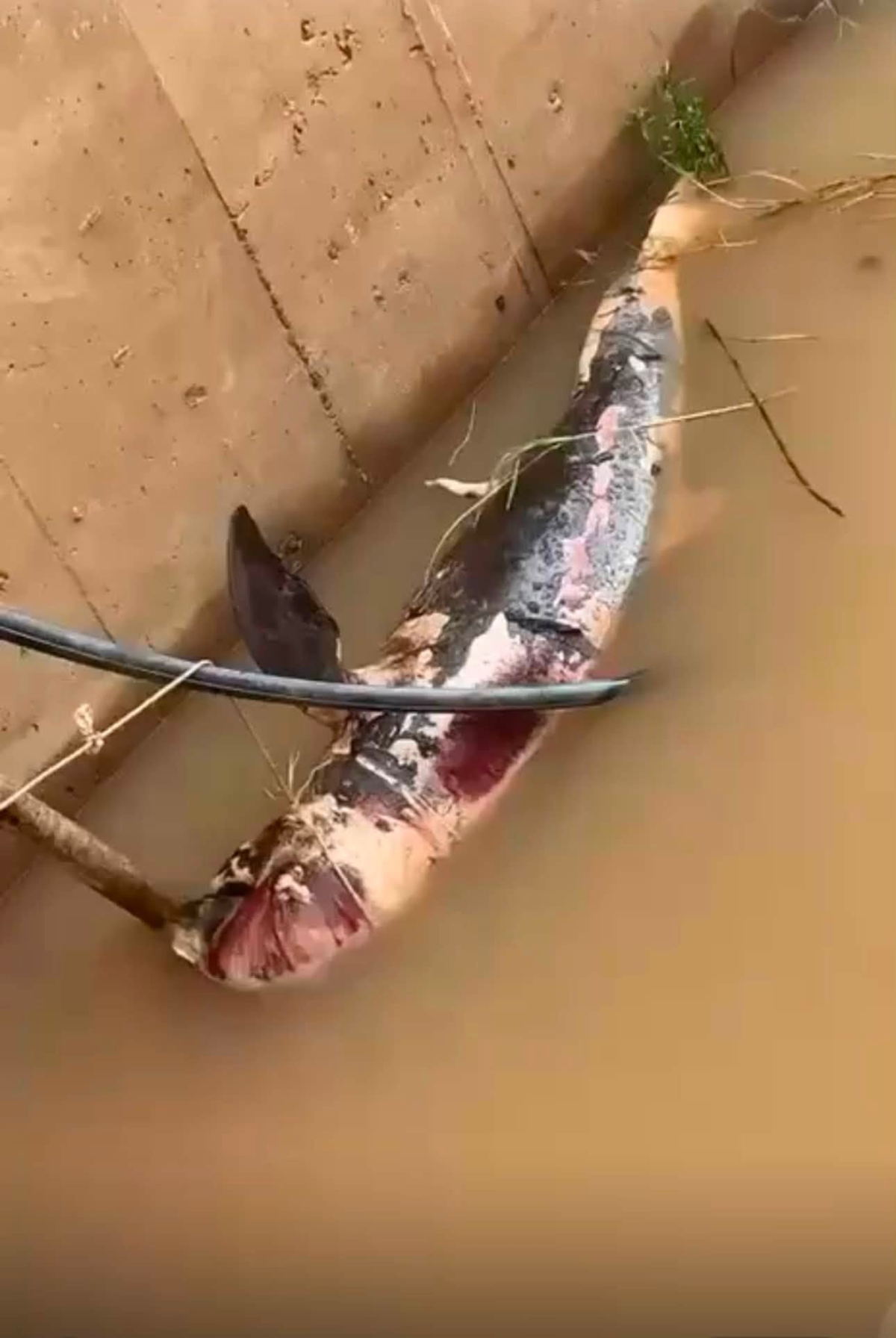 Mekong Dolphin Dies Entangled in Fishing Net, Setback for Conservation Efforts