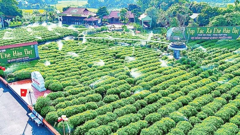 タイグエン省、社会主義協同組合モデルの試験導入を検討