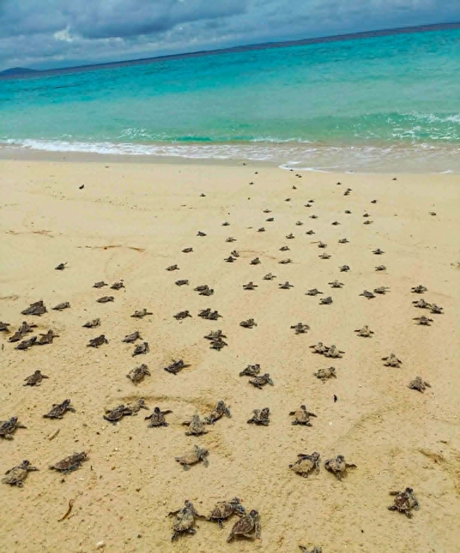 140 Hawksbill Hatchlings Released in Zamboanga Sibugay