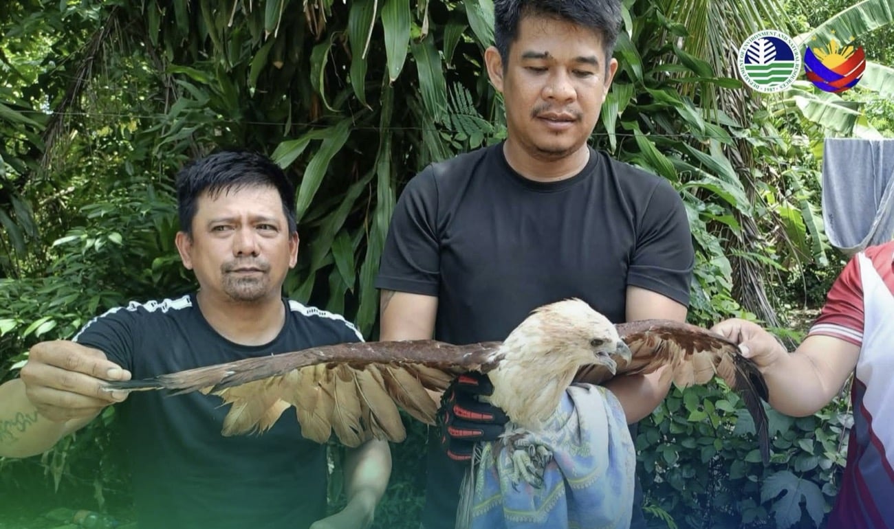 カガヤン州で保護された猛禽類、野生生物センターへ