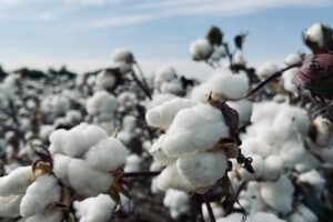 Philippines eyed for Egyptian cotton production base