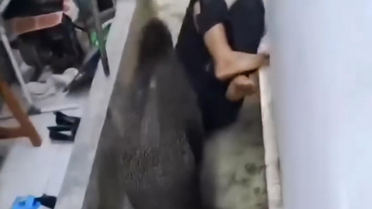 Wild Boar Attacks in West Bandung, Two Residents Seriously Injured