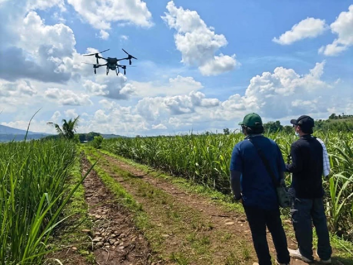 ネグロス州、害虫対策の専門機関設置を議員が提言