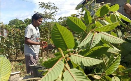 インドネシア、クラトム・お香の工業化へ プラボウォ大統領、研究センター視察予定
