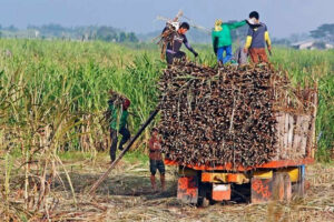 Japan's Deep Planting Tech Offers Hope for Philippine Sugarcane Farmers Against El Niño