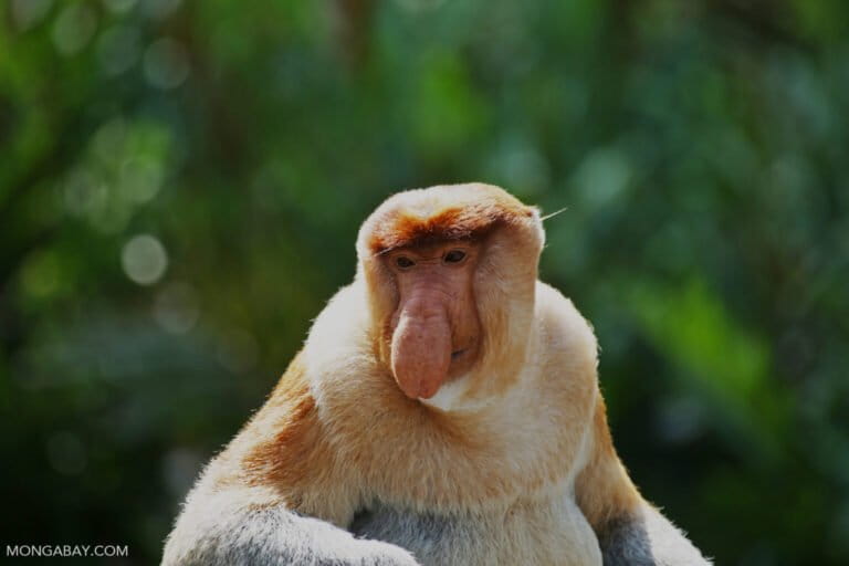 Forest Fires in South Kalimantan Kill 11 Proboscis Monkeys, Highlighting Habitat Protection Crisis