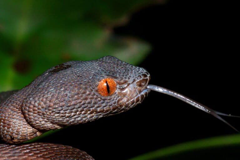 Mangrove Viper: A Venomous Predator's Hidden Tactics and Human Encounters