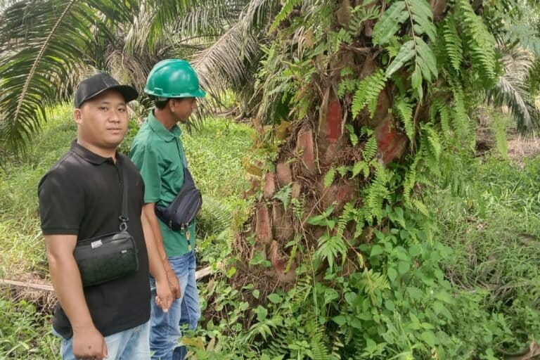 Samsung Group Grants Oil Palm Land to Indigenous Community After RSPO Lawsuit Victory