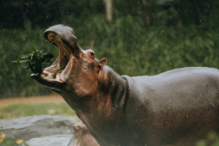 Surprising Evolutionary Link: Whales and Hippos Share Ancestry Despite Land and Sea Divide