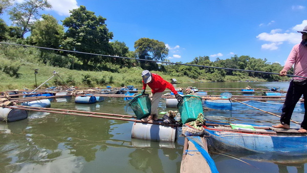 タイ、異常気象で養殖魚大量死、漁業関係者悲鳴