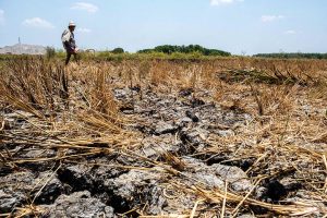 エルニーニョ、フィリピン61州で干ばつ・乾燥状態を引き起こす恐れ