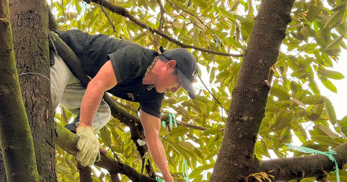 Vietnam's Durian Farmers Harvest by Sound in Busy Season