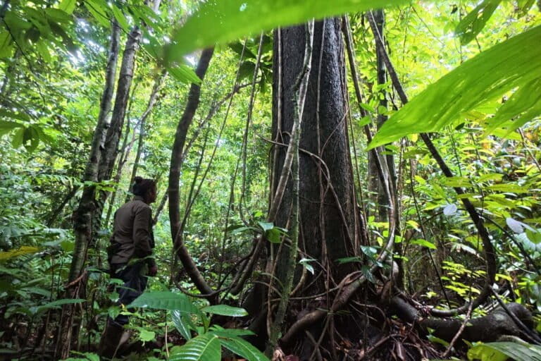 From 'Fortress' to 'People's Forest': Indonesia's New Conservation Paradigm