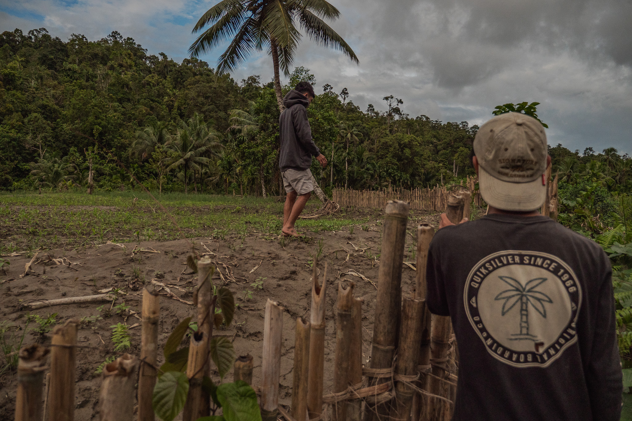 Failed Maize Project in Mentawai: A Case of Top-Down Agricultural Policy Overreach