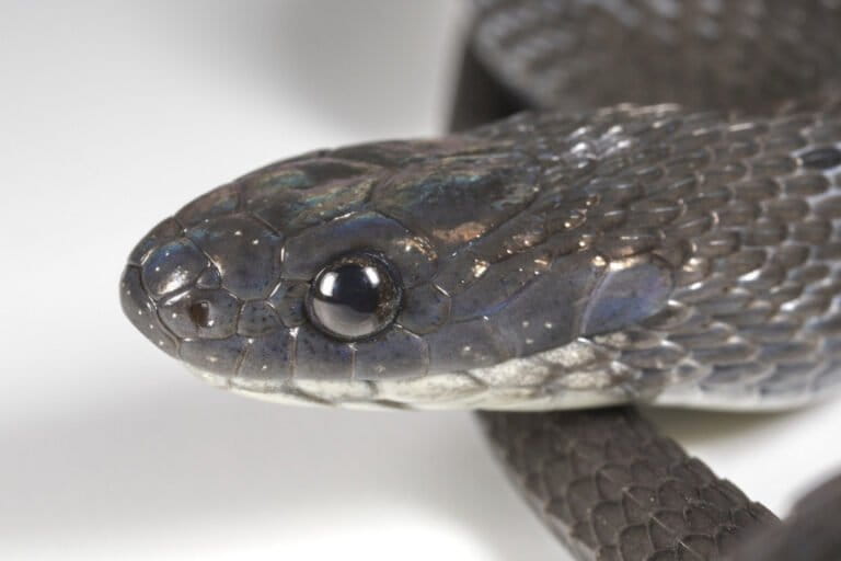 New White-Throated Egg-Eating Snake Species Discovered in Africa, Feeds Exclusively on Bird Eggs