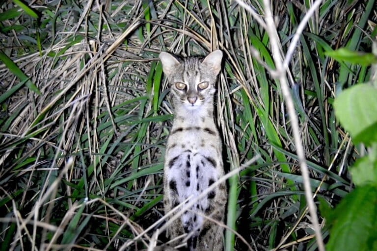 野生猫と飼い猫の交雑、遺伝子抹消の危機
