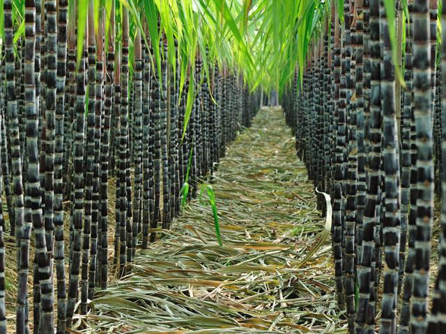 USDA Lowers Philippines Sugar Production Forecast Amid El Niño, Pest Infestation