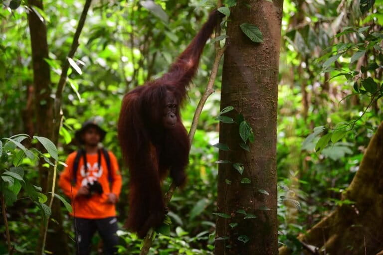 Back to Habitat, 3 Kalimantan Orangutans Released into Mesangat Forest