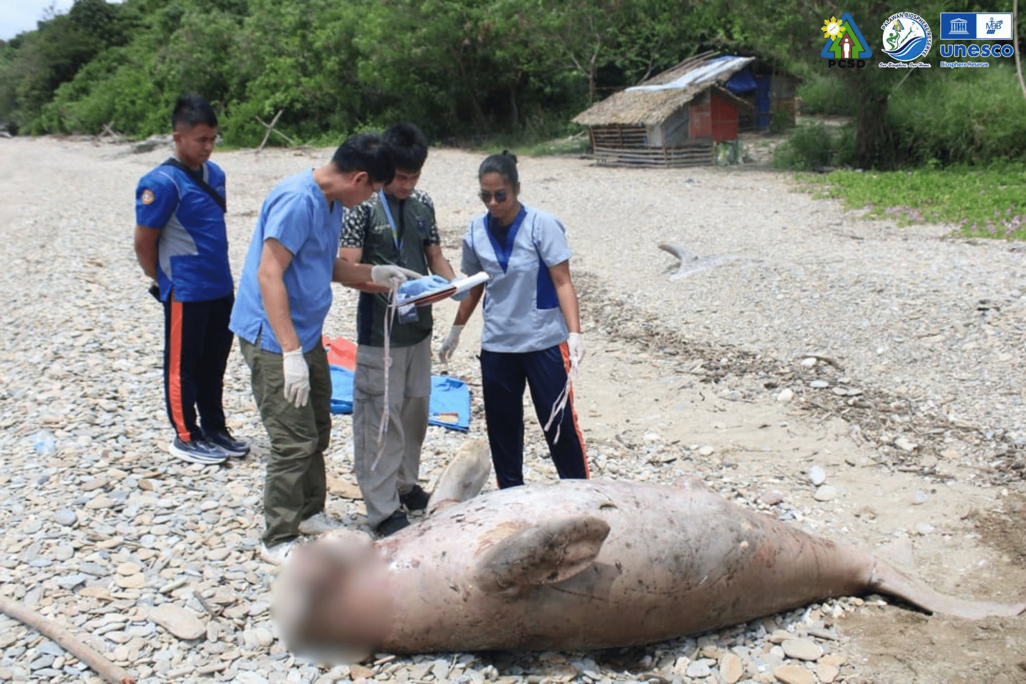 プエルトプリンセサで絶滅危惧種のジュゴン死骸発見、環境保護への懸念高まる