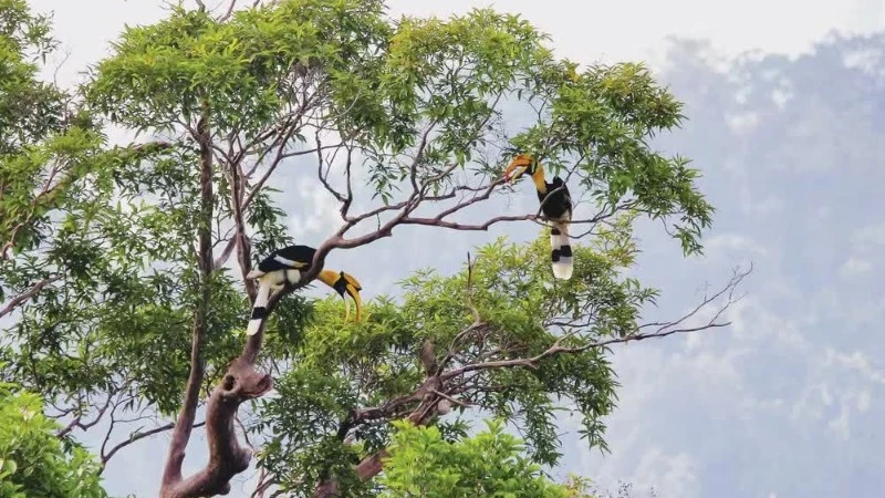 Vietnam Debates Management Model for Trans-Provincial National Parks