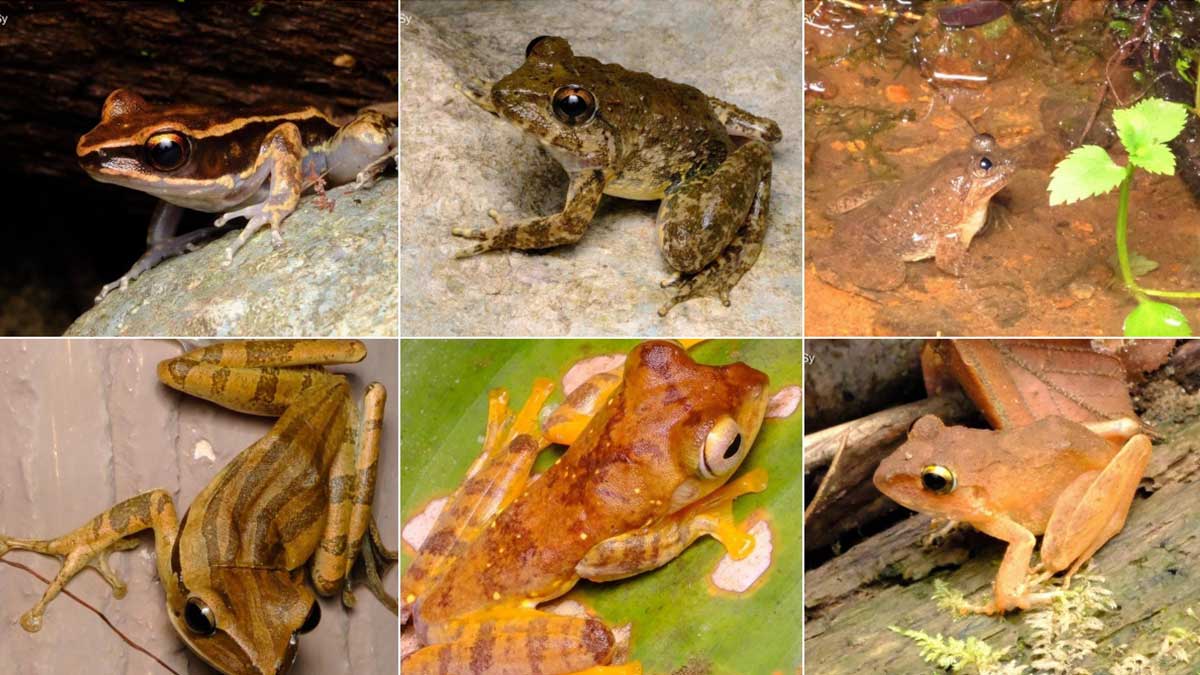 Apayao's Rich Amphibian and Reptile Diversity Documented Amid Conservation Efforts