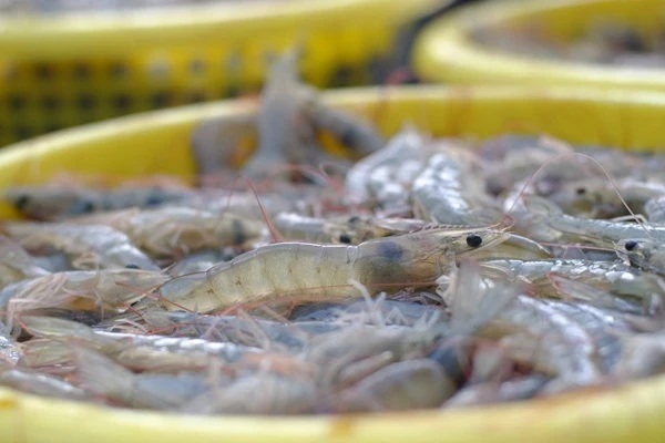 タイ、マレーシアの輸入停止受けエビ養殖業者支援策を強化