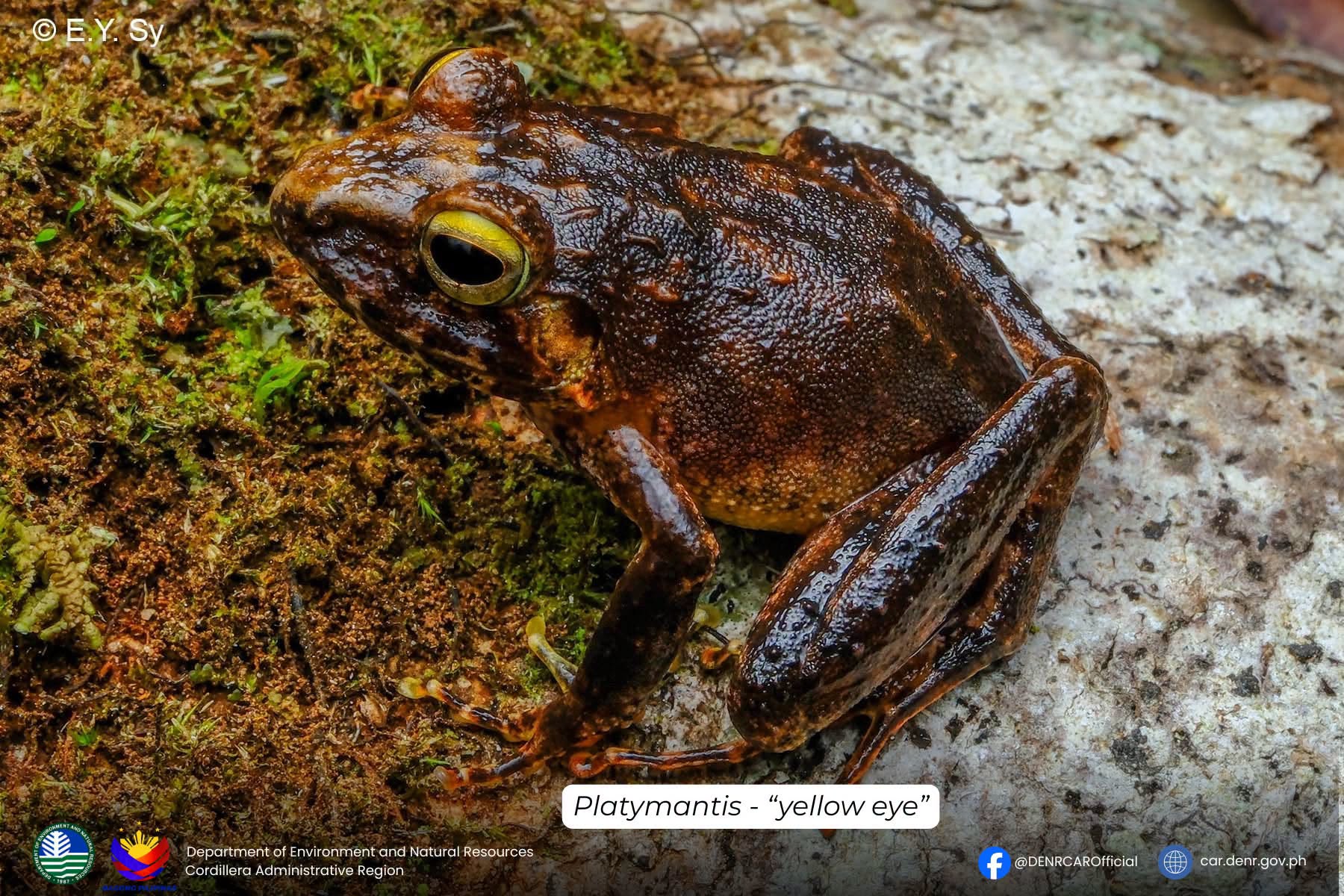 3 Possible New Frog Species Discovered in Apayao Forests