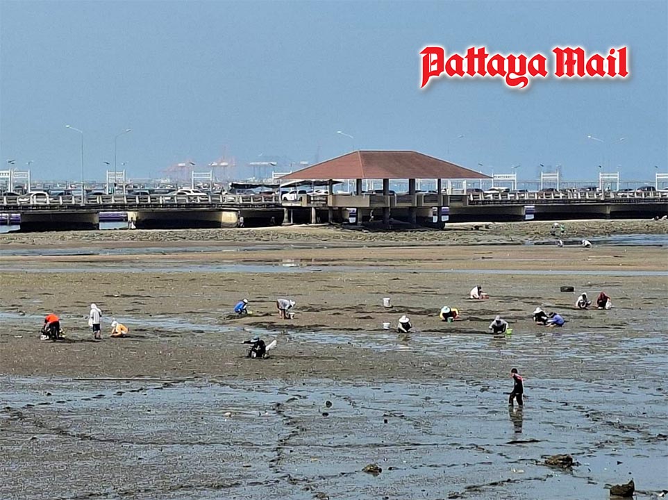 Sri Racha beaches buzz as workers hunt shellfish during holiday