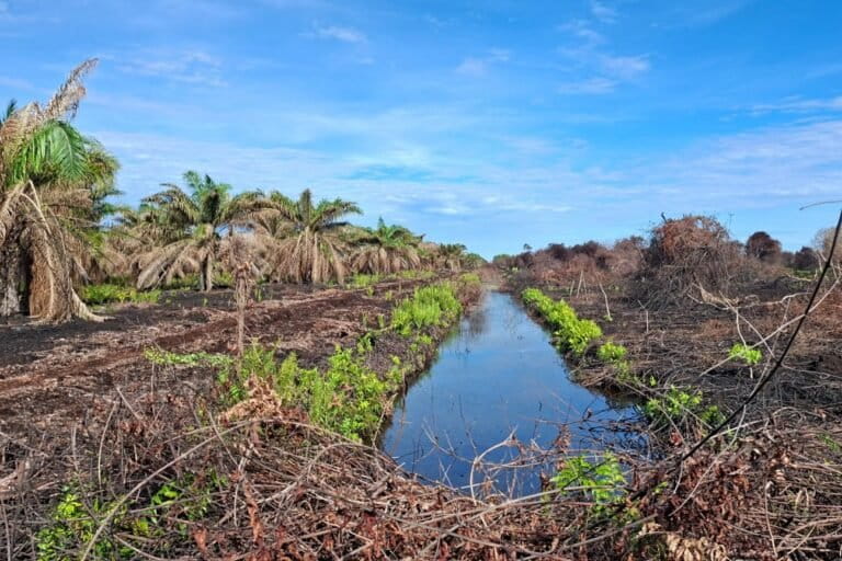 Weak Law Enforcement in Forest Fire Cases on Corporate Land in Riau?