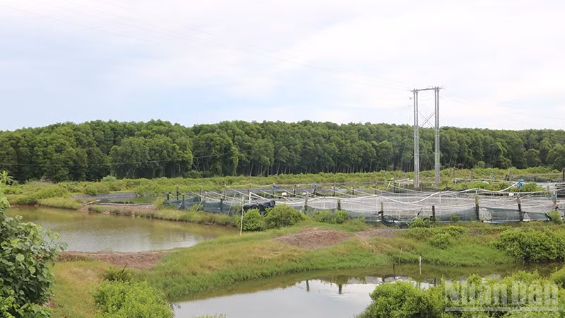 Vinh Long Province Enhances Forest Ecosystems for Tourism and Livelihoods