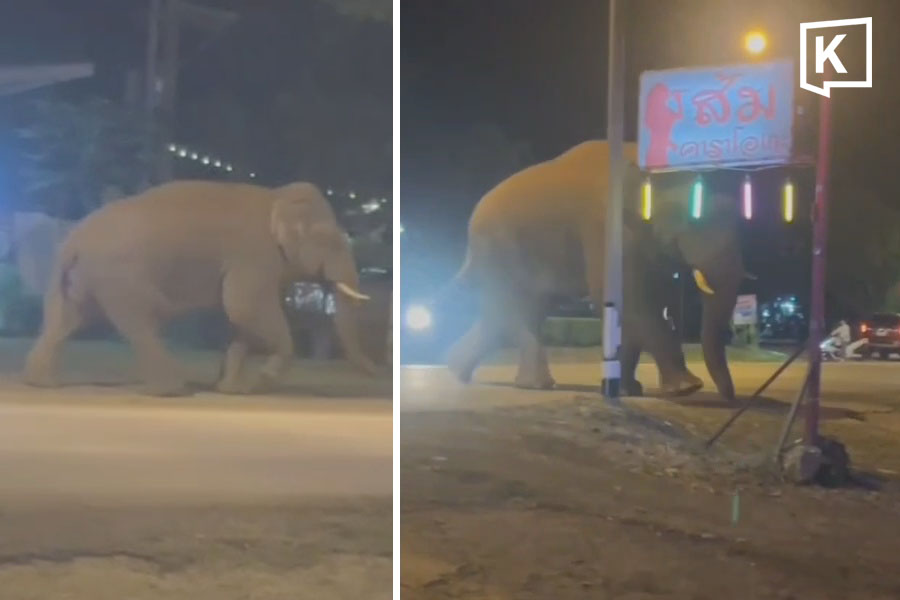 Khao Yai's 'Biang Lek' Elephant Seen Near Karaoke Venue, Authorities Urge Caution