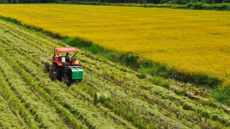 Vietnam's Agriculture Maintains Stable Production in May, Facing Emerging Challenges