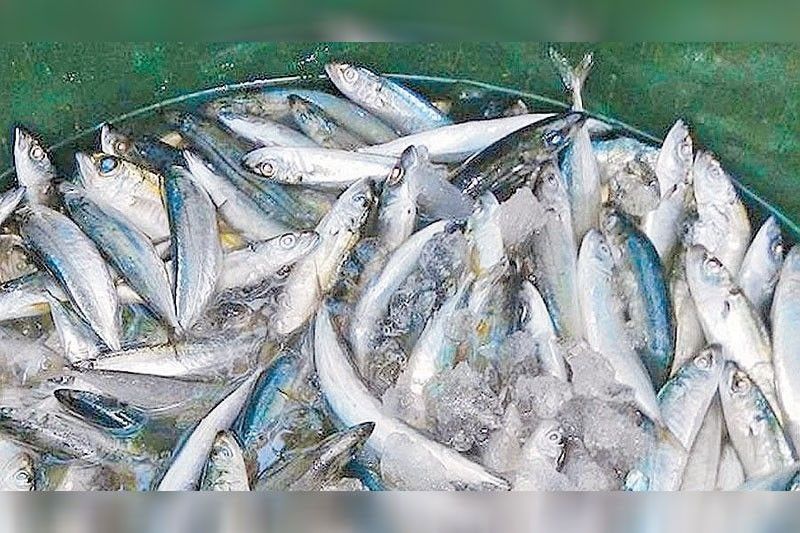 Philippines Suspends Import Clearance for Mackerel Amid Misdeclaration Reports