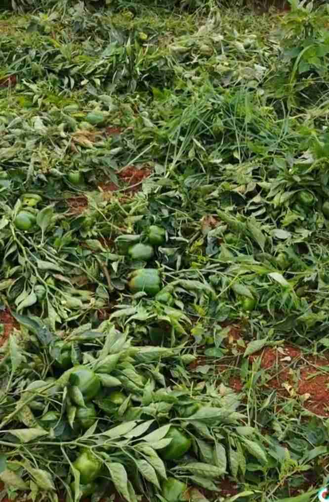 Capsicum prices collapse in some townships in southern Shan State, farmers destroying crops field by field