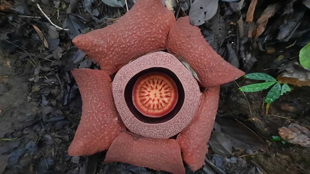 Rare Rafflesia Blooms Amidst Volcanic Unrest in Mt. Kanlaon Natural Park