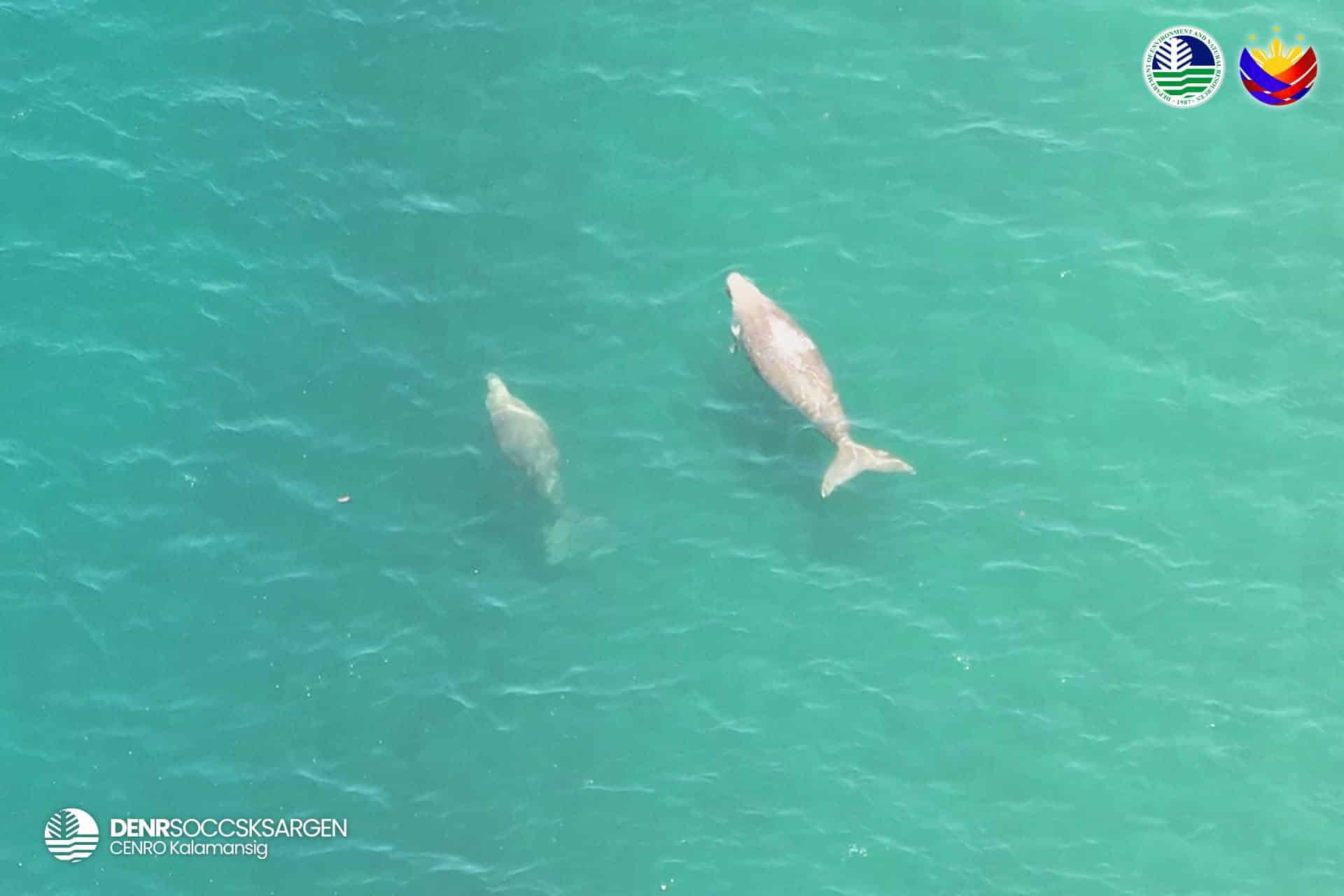 スールタン・クダラット沖でジュゴンとウミガメを確認、海洋生物多様性の豊かさ示す
