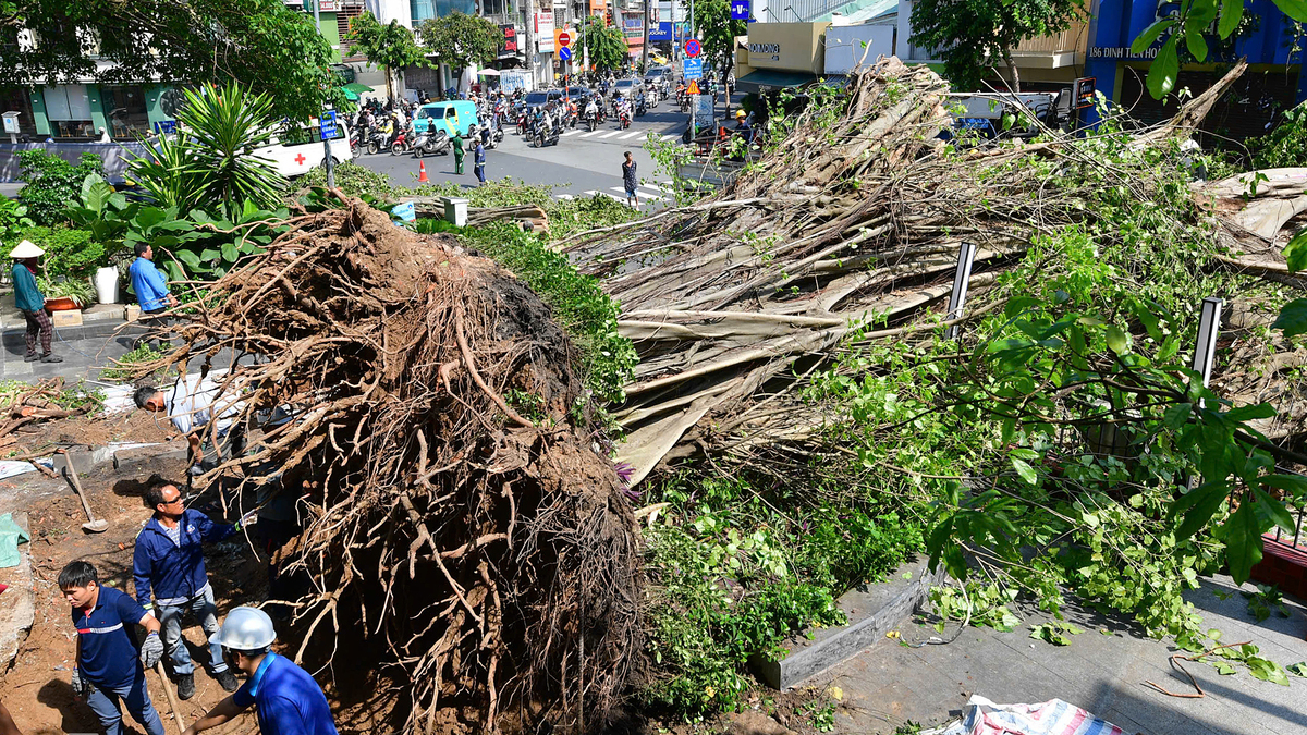 Ancient Tree Falls in Central Ho Chi Minh City, Causing Widespread Traffic Chaos