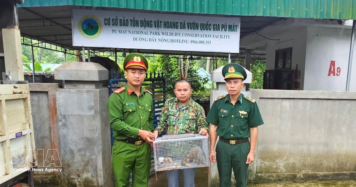 Nghe An residents voluntarily hand over rare pangolins for conservation