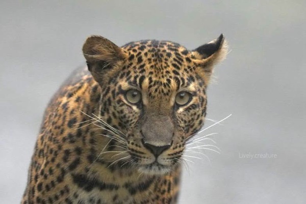 カオ・ヤイ国立公園で新種のヒョウ発見、生態系の豊かさを示す