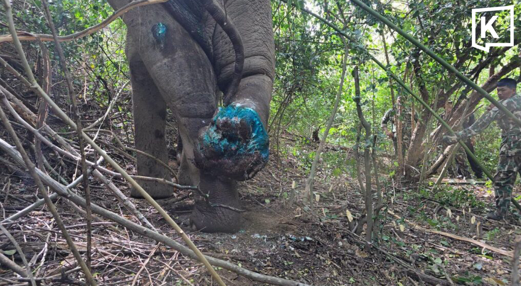 Two Rangers Injured as Wild Elephant Charges Rescue Team in Kui Buri National Park