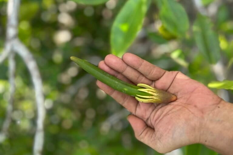 From Mangroves to Mie: Indonesia's Coastal Communities Tap Forest Bounty